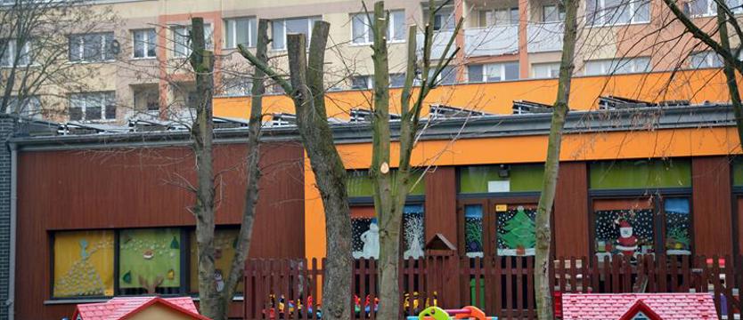 Cięcia na miarę zniszczenia? Ostatnie z ogłowionych drzew