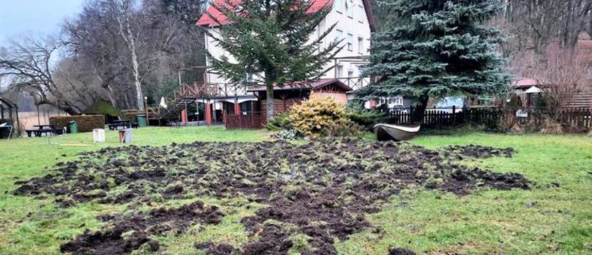 Dzikich zwierząt coraz więcej. Dziki w mieście, wilki w lesie