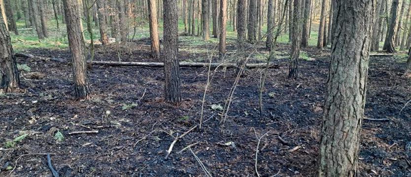 Bezmyślna zabawa piknikowiczów z ul. Tczewskiej. Podpalili las