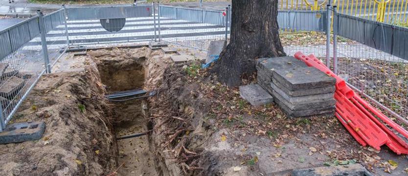(Ciche) przyzwolenie na zniszczenie? Bez skrupułów i nadzoru zieleni