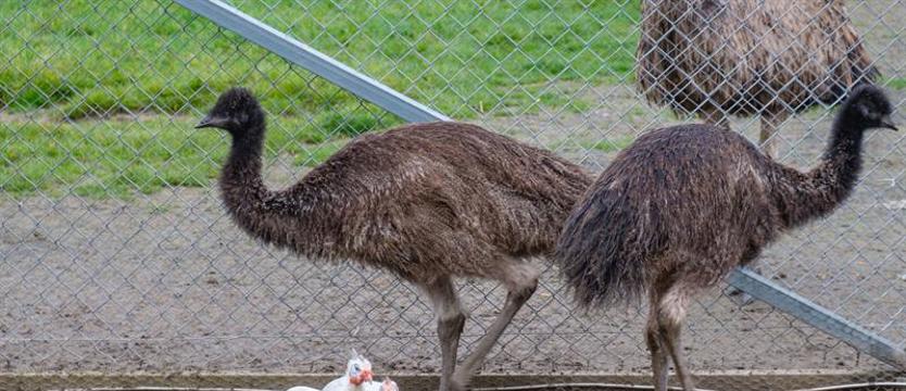 Szczecińskie emu będą miały nowy dom. Ze zwierzętarni do ogrodu zoologicznego
