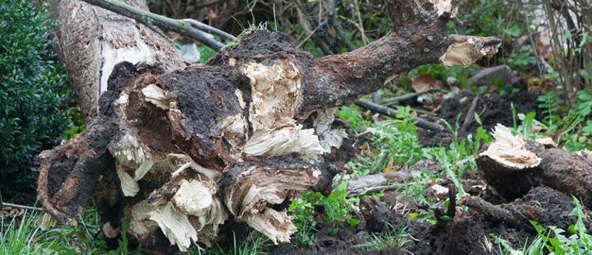 Blisko 100 interwencji strażaków w związku z silnym wiatrem
