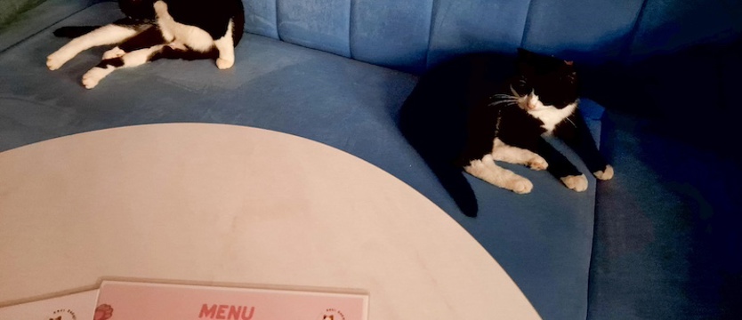W Szczecinie ruszyła kawiarnia „Koci zakątek Cafe”