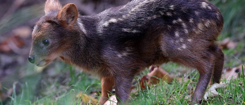 Pralinka - to imię samiczki jednego z najmniejszych jeleni świata w zoo w Warszawie