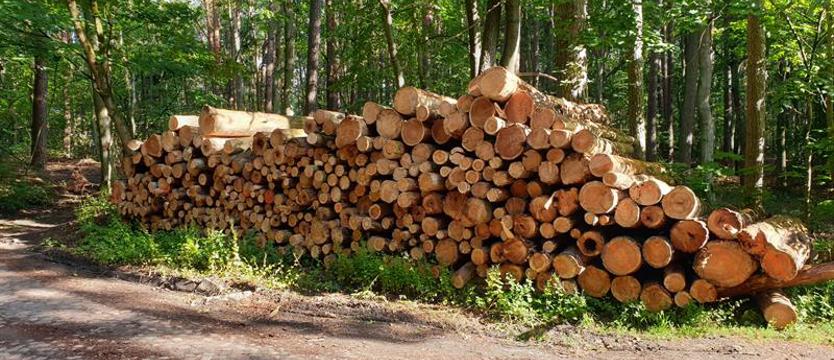 Drzew coraz mniej. Wycinają zgodnie z planem i prawem