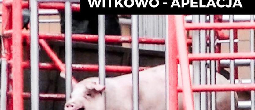 Chcą, by pracownicy Agrofirmy Witkowo trafili za kratki