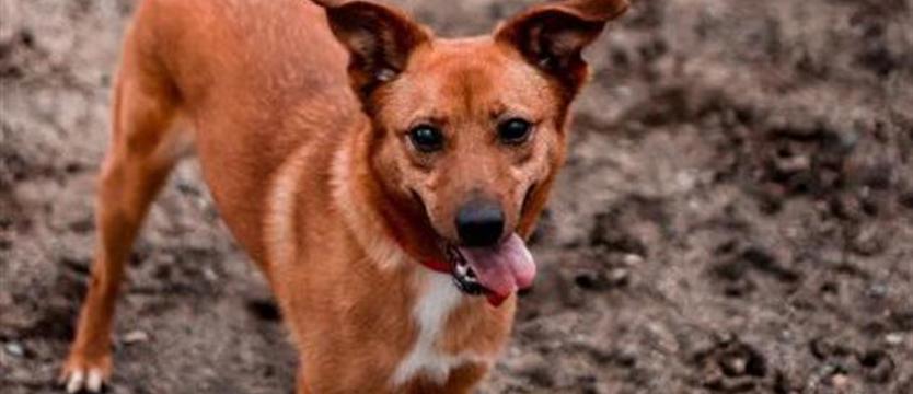 Weź mnie KURIEREM do domu. Bella czeka na piękne życie