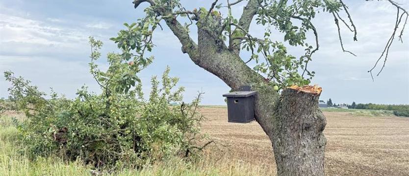 Wycięli dla porządku. Szkoda drzew...