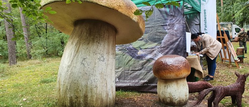 Podczas Wielkiego Grzybobrania zebrano 130 kg grzybów