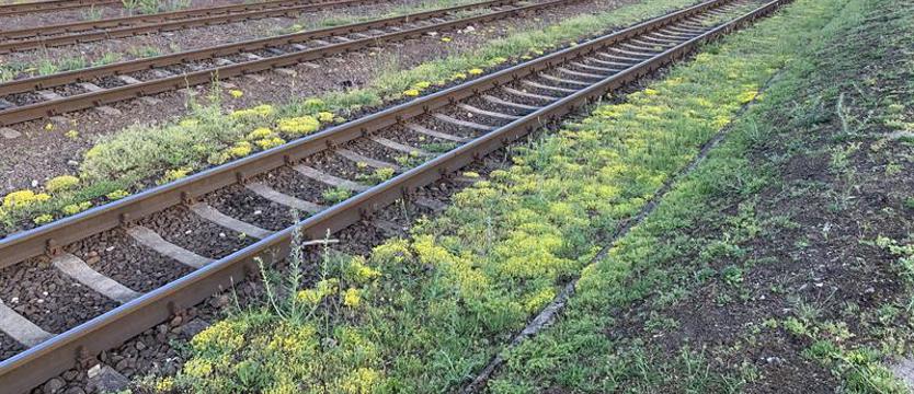 Dwa pociągi na jednym torze. Prokuratura postawiła zarzuty