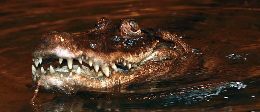 Aligatorzyca Marta kończy 93 lata. Zoo zaprasza na urodzinowe przyjęcie