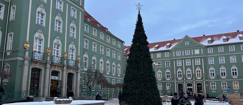 Świąteczne drzewko wyrosło przed magistratem
