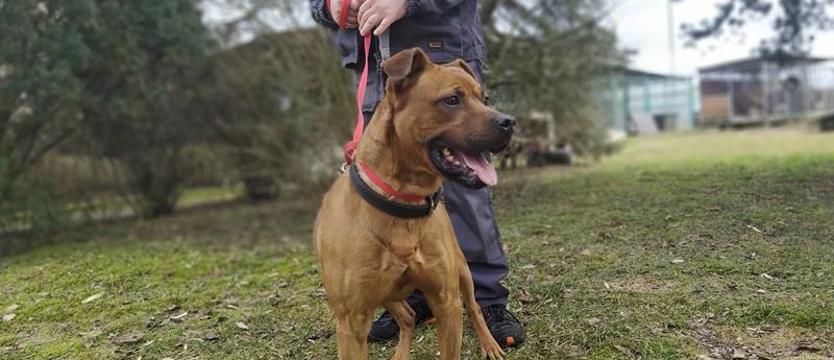 Ajax w typie bull