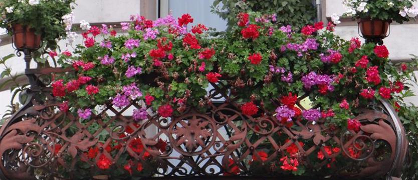 Zgłoś do konkursu swój balkon, taras, ogród!