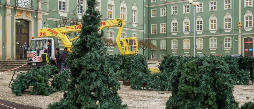 Przed szczecińskim magistratem rośnie choinka