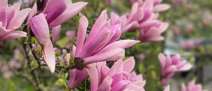 Najpiękniejszy kadr z magnolią. Zrób zdjęcie – i posadź swoje drzewko!