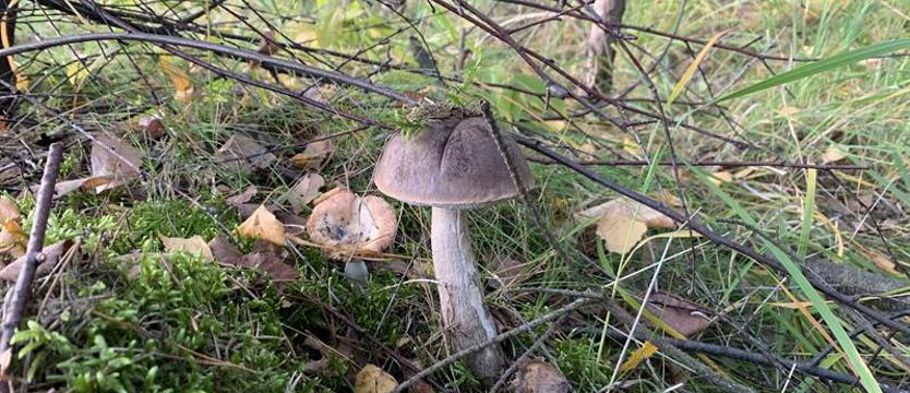 Kiedy już będą grzyby… Warto pamiętać o podstawowych zasadach