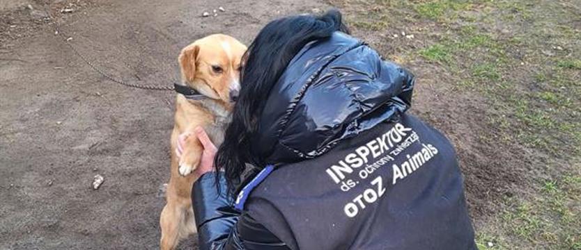 Zbiórka na zwierzaki, czyli pomoc dla pomagania