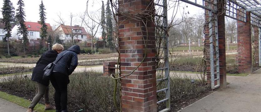Kto dopieści Różankę?