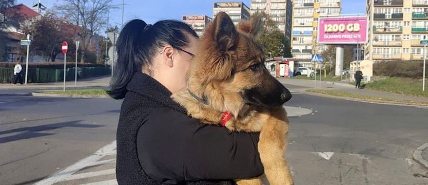 Rico odnalazł dom. Pomogły policjantki z komisariatu na Pogodnie