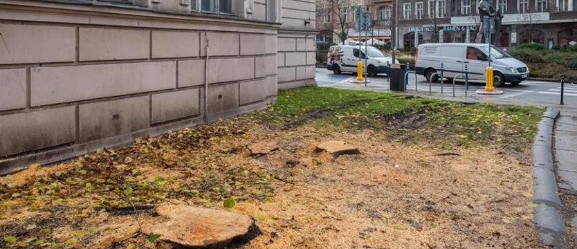 Remont kamienicy przyczyną wycięcia drzew. Miasto odpowiada w kontrowersyjnej sprawie