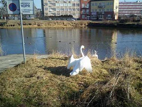 Łabędź zatrzymany przez straż miejską w Szczecinie