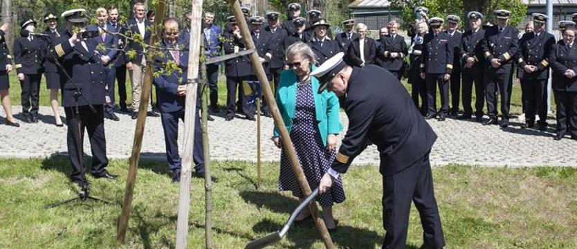 Dąb profesora Aleksandra H. Walczaka