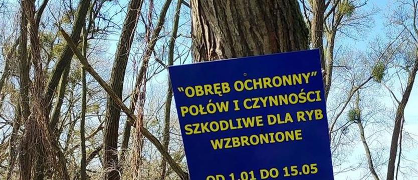 Łowił bez zezwolenia w okresie ochronnym