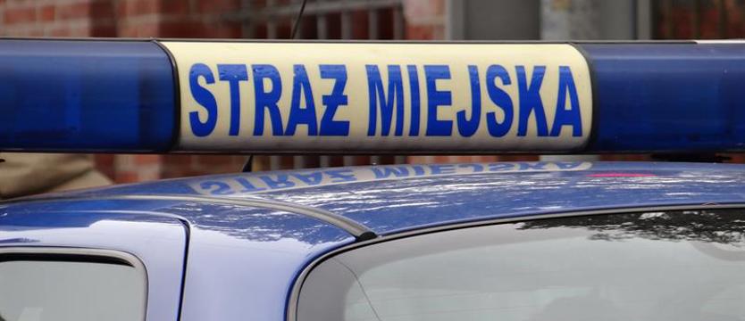 Spacer z psem i amfetaminą