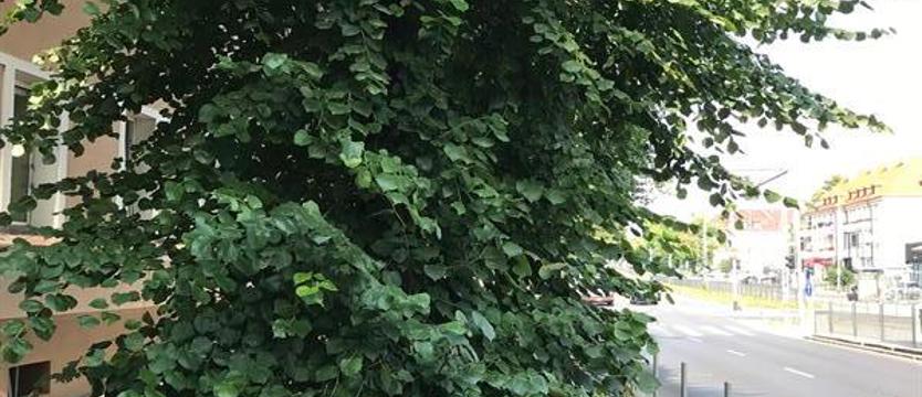 Zbyt długie gałęzie