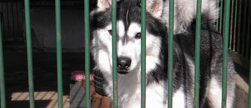 Pięknego Wolfa wszystkie chude lata
