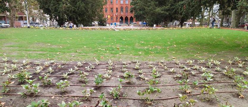 Efekt w zieleni. Na placu Batorego – wciąż przebudowa