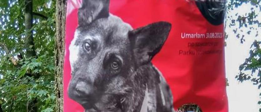 Truciciel znów w akcji. Policja i wolontariusze szukają sprawcy