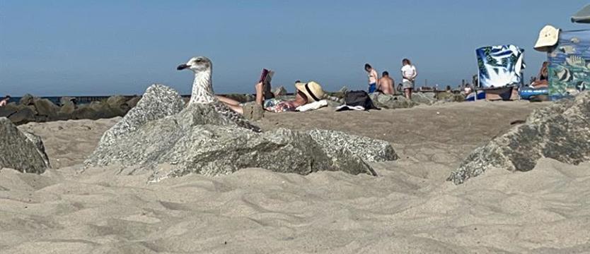 Intrygujące sceny na plaży