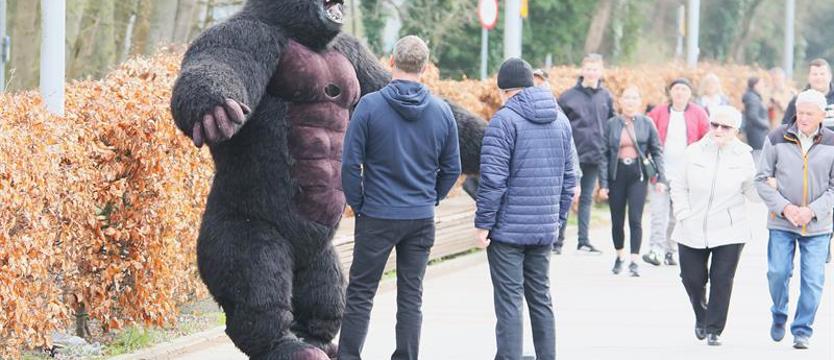 Kołobrzeski „biały miś”, czyli King Kong na deptaku