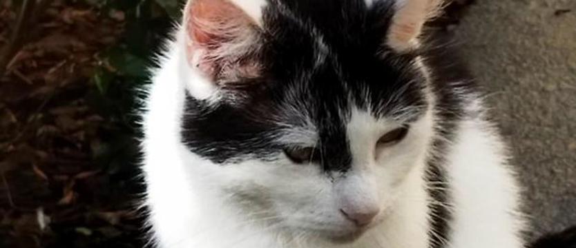 Potrzebna pomoc dla osiedlowych kotów. Trwa zbiórka karmy