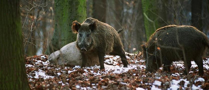 Na dziki w mieście obława