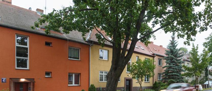 Strach o drzewo. Przechylone, ale zdrowe