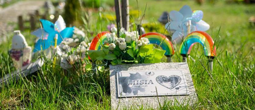 Wspominki w „Tęczowej Krainie". Pamięć o (minionych) pupilach