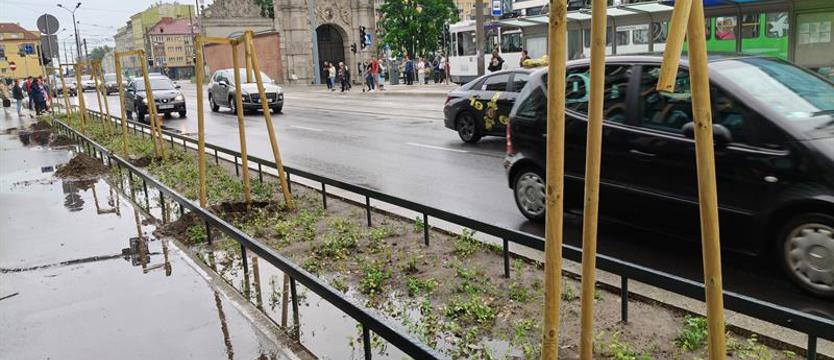 Zmarnowane drzewa. Przykry widok na pl. Zwycięstwa