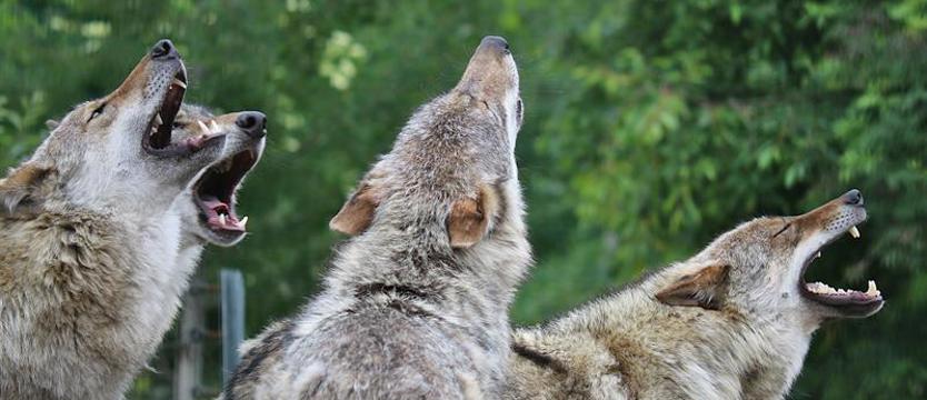 Na początek wakacji – wycieczka do zoo w Ueckermünde. Mamy dla Was wejściówki!