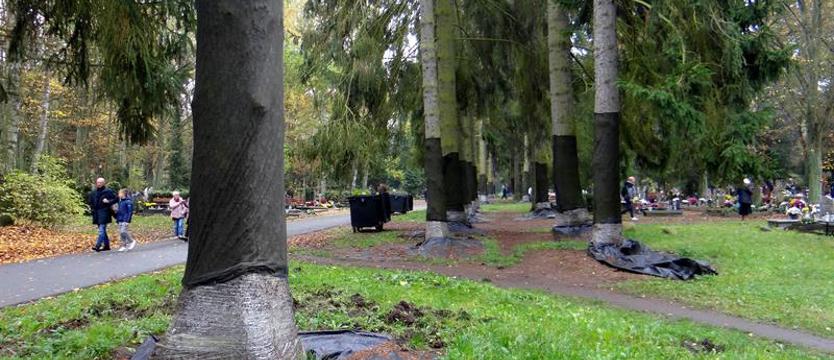 Plaga kornika wyniszcza cmentarne świerki