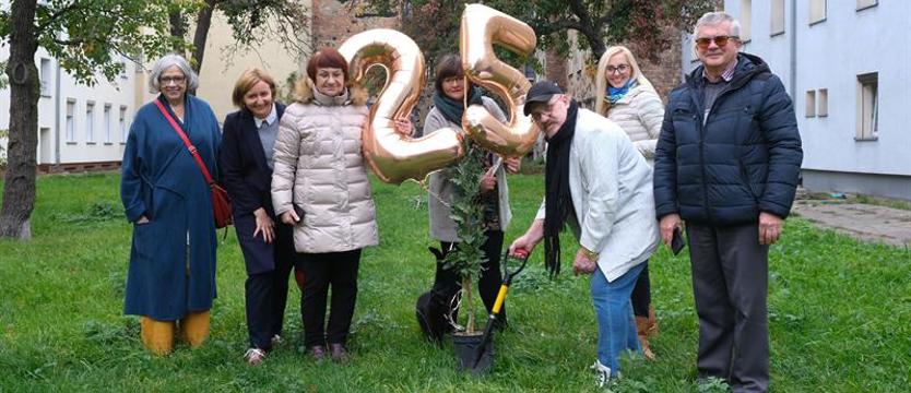 Dąb szczecińsko-berliński posadzony na podwórku przy ul. Krzywoustego w Szczecinie
