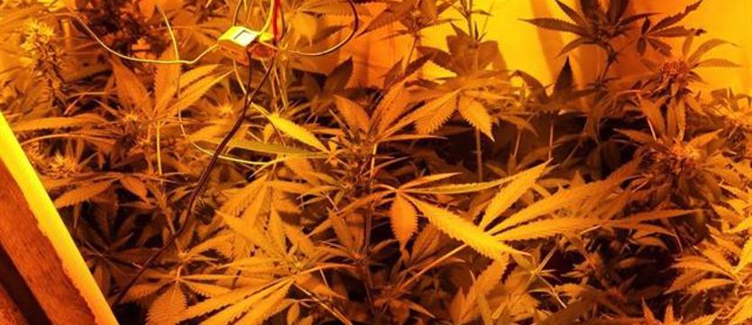 Wpadł na plantację marihuany