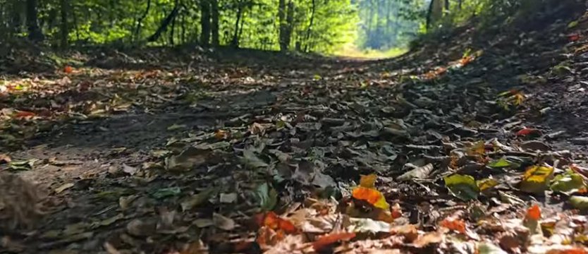 Pierwszy dzień jesieni w Puszczy Bukowej