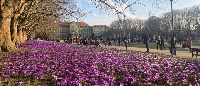 Konkurs fotograficzny. Obiektywy na krokusy!