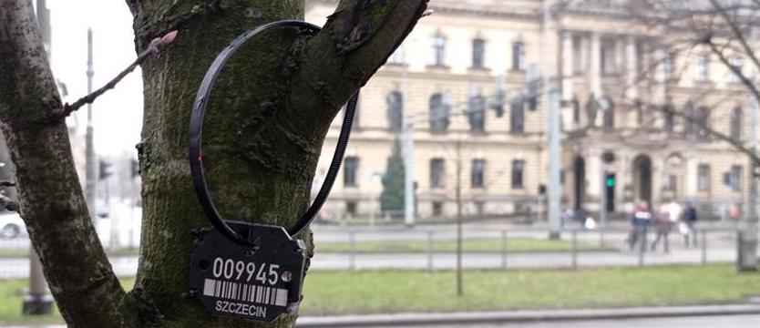 Warszawiacy policzyli Szczecinowi drzewa. PESEL-e na pniach w centrum
