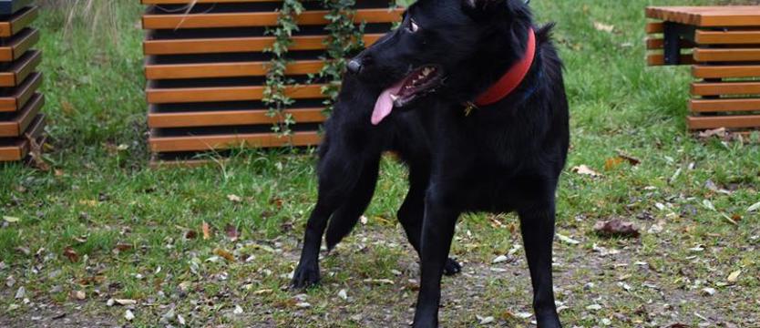 Weź mnie Kurierem do domu. Znów ta Kara