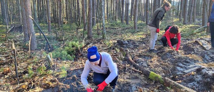 Drzewa w lasach miejskich. Jak wycięli, tak sadzą