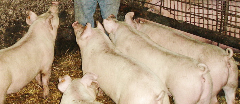 Ognisko ASF w powiecie choszczeńskim. Wybito 4,5 tys. tuczników